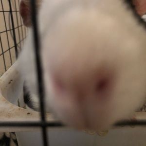 Meet your Posher, Thomas